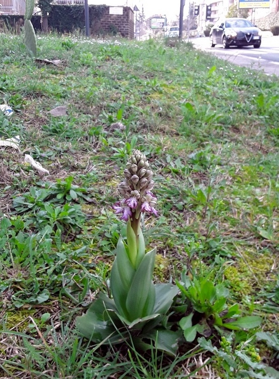 Barlia robertiana a Roma � 10 febbraio 2026.